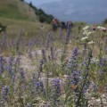 IMG_5350