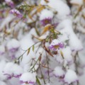 IMG_1531