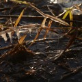 IMG_1698