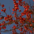 IMG_1733
