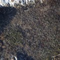 IMG_7600