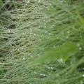 IMG_8268