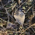IMG_5195