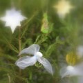 IMG_8347